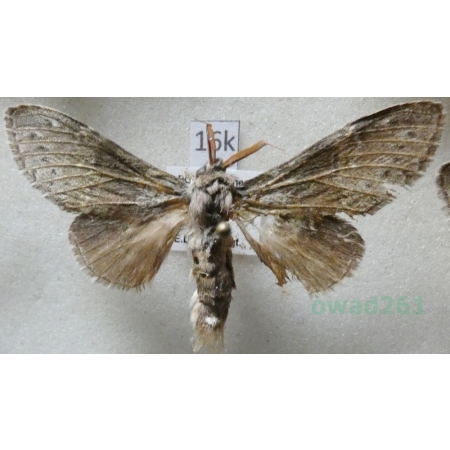 Stauropus fagi (Linnaeus, 1758) male Potwora buczynówka Czech16k